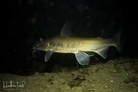 Image result for Ariopsis felis