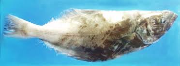 Image result for Reinhardtius hippoglossoides