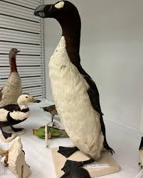 Image result for Pinguinus impennis