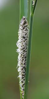 Attēlu rezultāti vaicājumam “Carex acuta fruit”