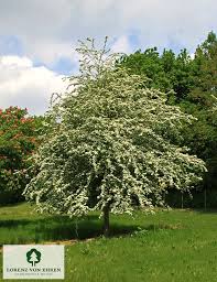 Attēlu rezultāti vaicājumam “Crataegus monogyna subsp. nordica”