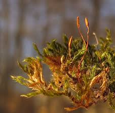 Attēlu rezultāti vaicājumam “Serpoleskea subtilis sporophyte”