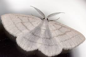 Attēlu rezultāti vaicājumam “Cabera pusaria”