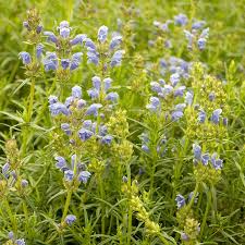 Image result for Dracocephalum moldavicum