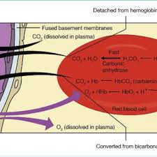Image result for  v    q