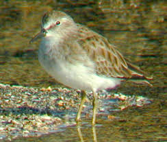 Image result for Calidris minutilla