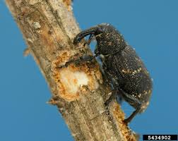 Attēlu rezultāti vaicājumam “Hylobius abietis”