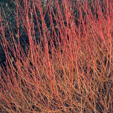 Attēlu rezultāti vaicājumam “Cornus sanguinea”