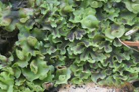 Attēlu rezultāti vaicājumam “Pellia”