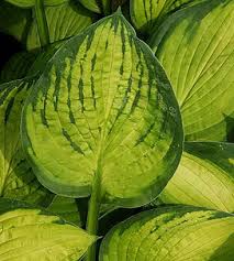 Attēlu rezultāti vaicājumam “Hosta sp. leaf”