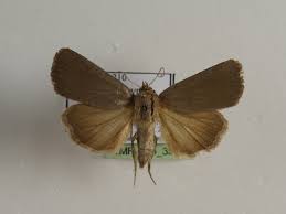 Attēlu rezultāti vaicājumam “Amphipyra livida”