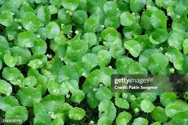 Attēlu rezultāti vaicājumam “Hydrocotyle vulgaris leaf”