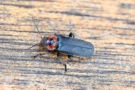 Attēlu rezultāti vaicājumam “Cantharis rustica imago”