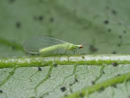 Attēlu rezultāti vaicājumam “Chrysopa eggs”