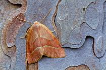 Attēlu rezultāti vaicājumam “Hylaea fasciaria”