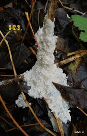 Attēlu rezultāti vaicājumam “Brefeldia maxima young”