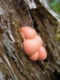 Attēlu rezultāti vaicājumam “Diderma ochraceum macro”