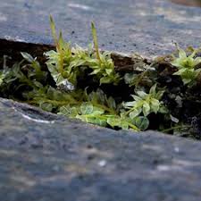 Attēlu rezultāti vaicājumam “Plagiomnium”