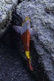 Image result for Sparisoma cretense