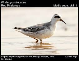Attēlu rezultāti vaicājumam “Phalaropus fulicarius adult”