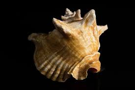 Image result for Aliger gigas