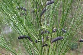 Attēlu rezultāti vaicājumam “Cytisus scoparius leaf”