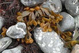 Attēlu rezultāti vaicājumam “Fucus vesiculosus”