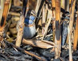 Attēlu rezultāti vaicājumam “Luscinia svecica adult”