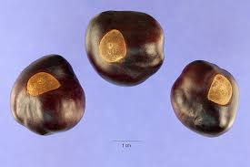 Attēlu rezultāti vaicājumam “Aesculus x hybrida fruit”