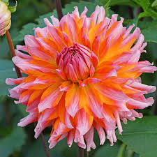 Image result for Dahlia hybrid.
