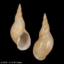 Attēlu rezultāti vaicājumam “Lymnaeidae”