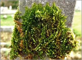 Attēlu rezultāti vaicājumam “Homalothecium sericeum”