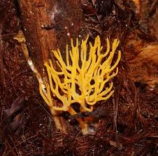 Attēlu rezultāti vaicājumam “Ramariopsis crocea”