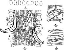 Attēlu rezultāti vaicājumam “Onnia triquetra”