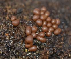 Attēlu rezultāti vaicājumam “Trichia contorta sessile”