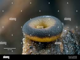 Attēlu rezultāti vaicājumam “Perichaena depressa”