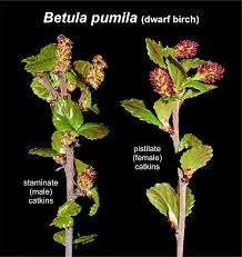Attēlu rezultāti vaicājumam “Betula nana female flower”