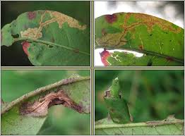 Attēlu rezultāti vaicājumam “Calybites phasianipennella”