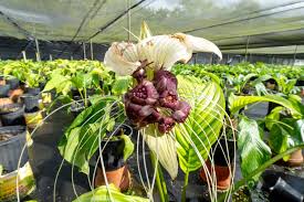 Image result for Tacca chantrieri