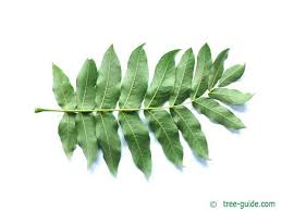 Attēlu rezultāti vaicājumam “Pterocarya fraxinifolia male flower”