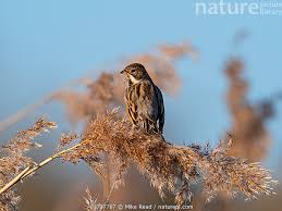 Attēlu rezultāti vaicājumam “Emberiza schoeniclus male”