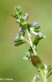 Attēlu rezultāti vaicājumam “Veronica serpyllifolia leaf”