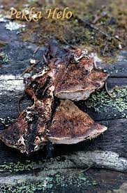 Attēlu rezultāti vaicājumam “Postia leucomallella”