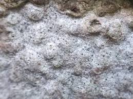 Attēlu rezultāti vaicājumam “Cliostomum corrugatum”