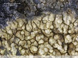 Attēlu rezultāti vaicājumam “Pertusaria flavida”