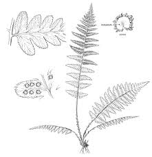 Attēlu rezultāti vaicājumam “Dryopteris cristata”