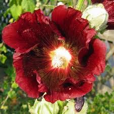 Image result for Alcea rosea nigra