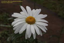 Attēlu rezultāti vaicājumam “Leucanthemum vulgare flower”