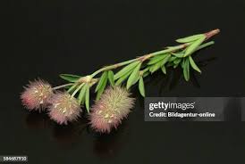 Attēlu rezultāti vaicājumam “Trifolium arvense leaf”