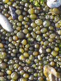 Attēlu rezultāti vaicājumam “Nostoc pruniforme”